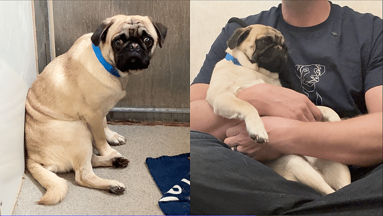 Sitting with dogs 83: Cupid